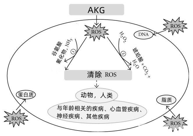 AKG清除ROS的作用机制